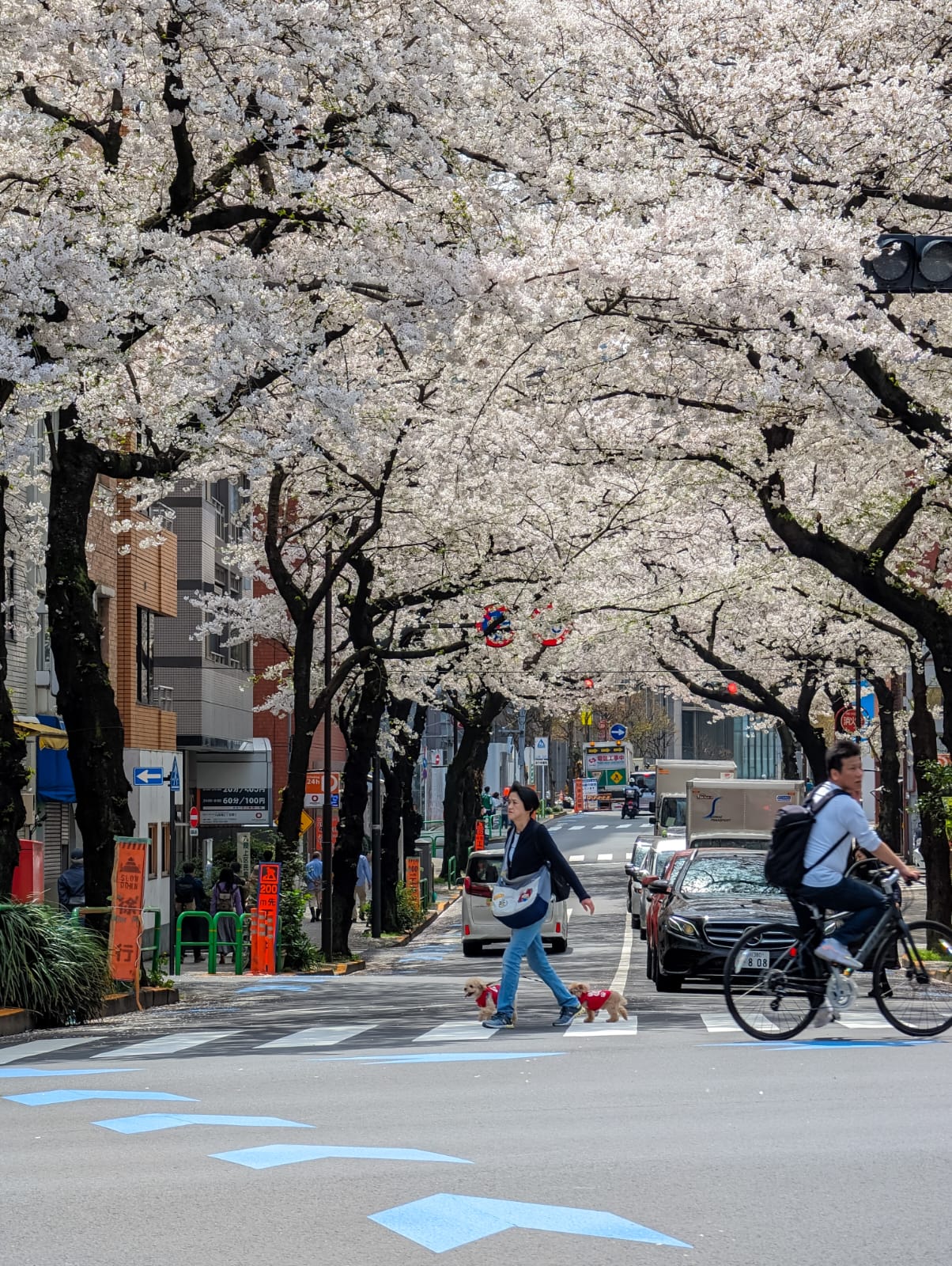 Blooms of Urban Tranquility