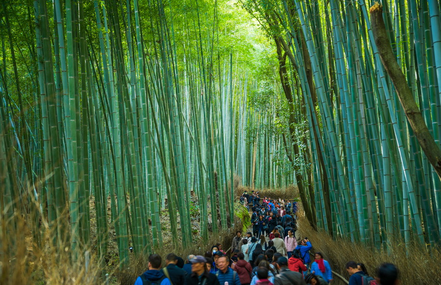 Whispers Through the Bamboo Grove