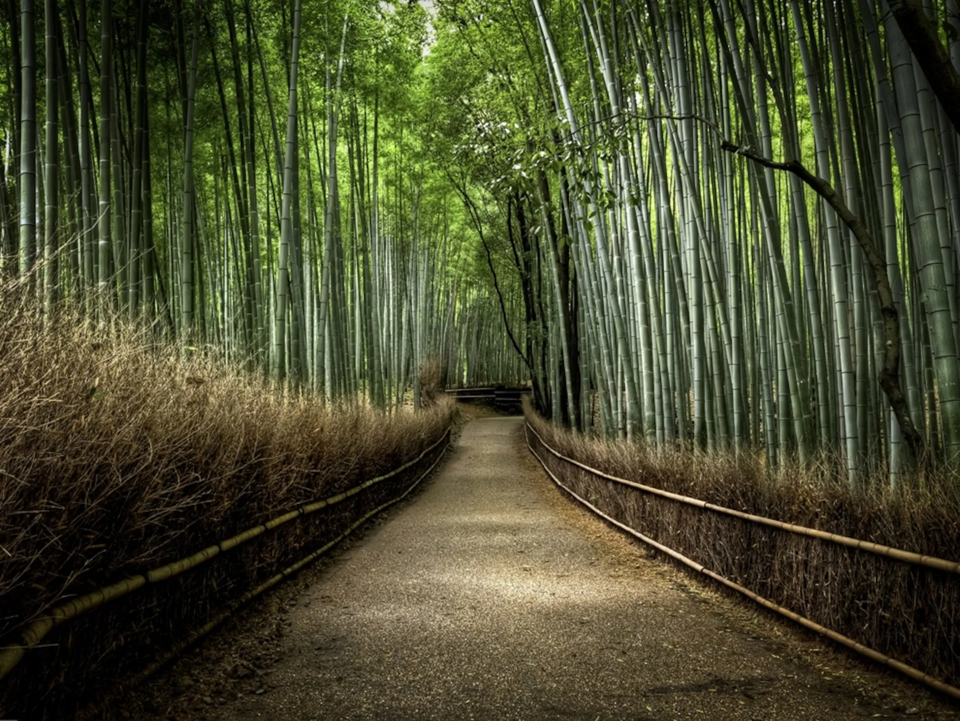 Whispers of the Bamboo Grove