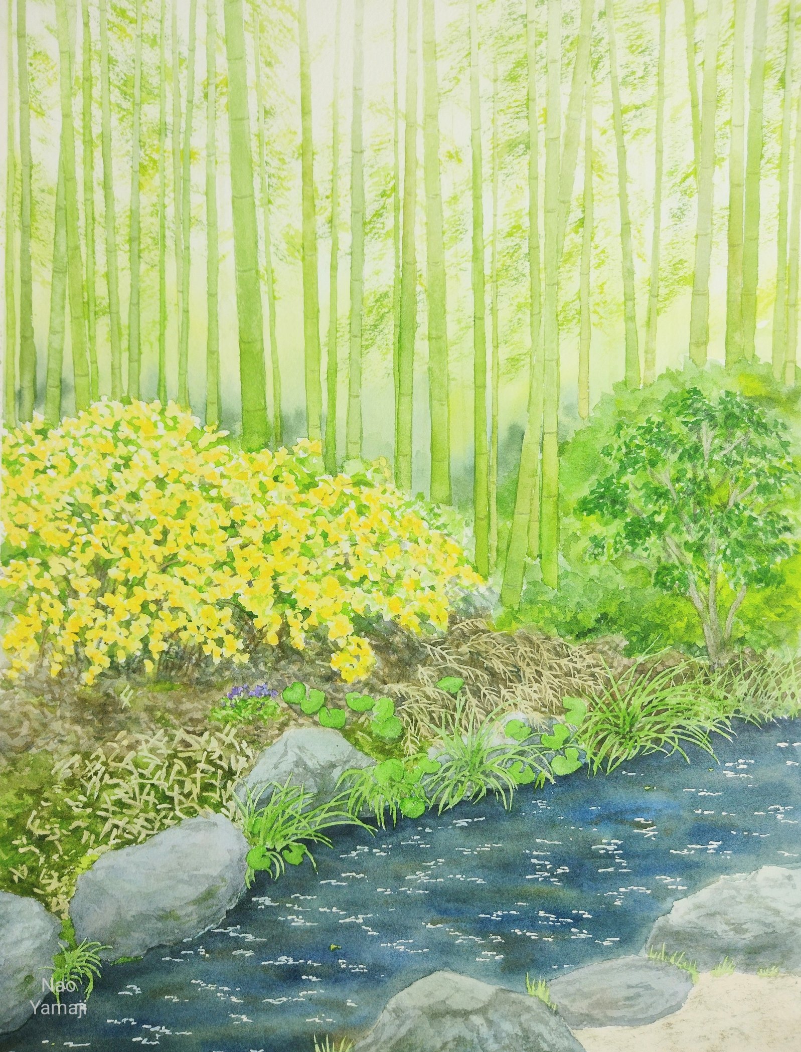 Bamboo & Bamboo Forest